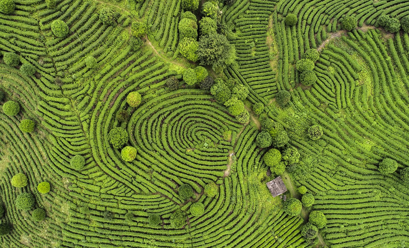 Aerial view of Tea fields