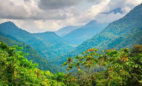 Jungle canopy