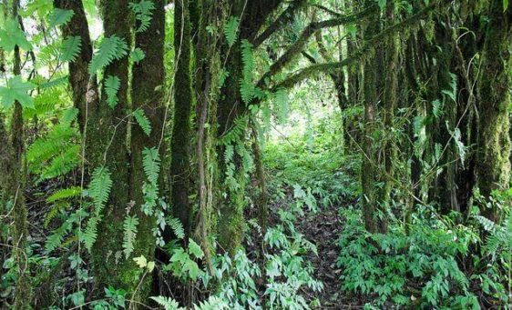 Jungle