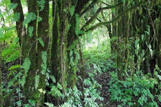 Jungle