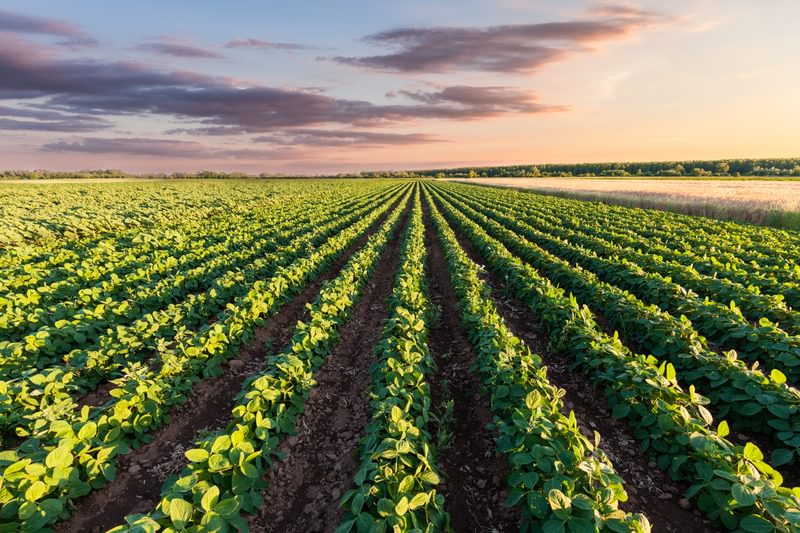 Rows of crops