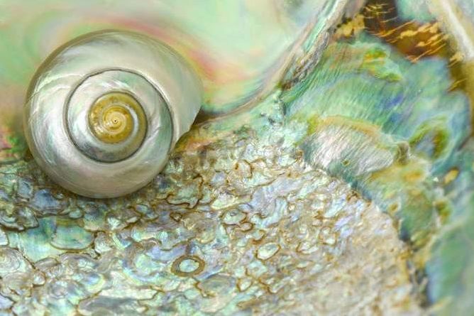 Shell lostmountainstudio sstock 0 735x445