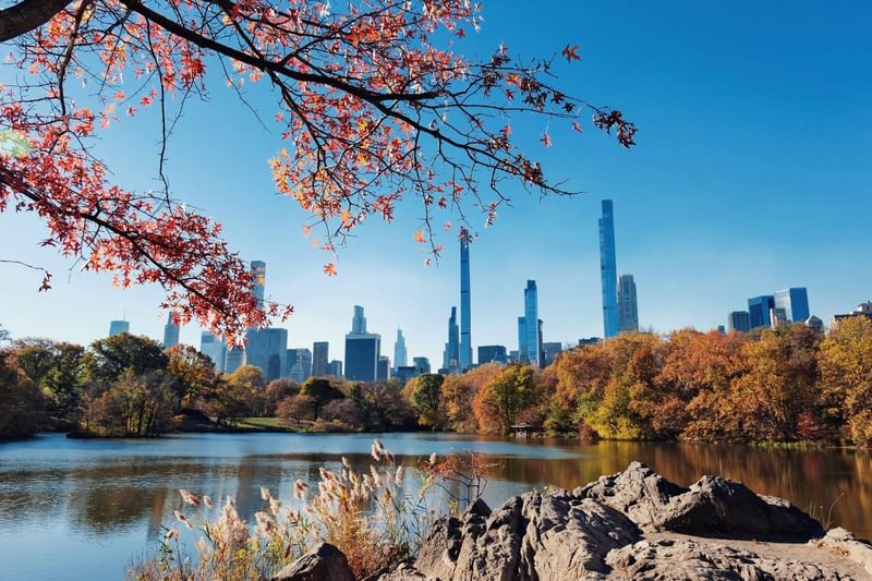 Skyscraper trees
