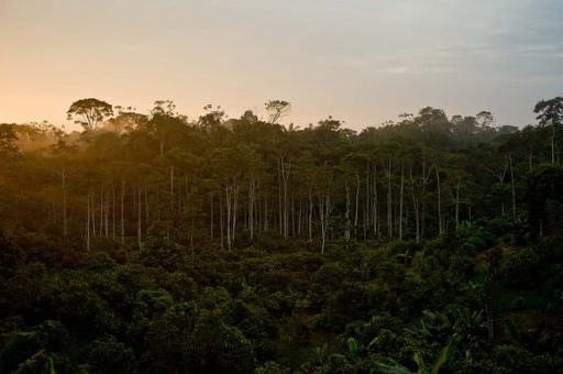 Tall trees sunset