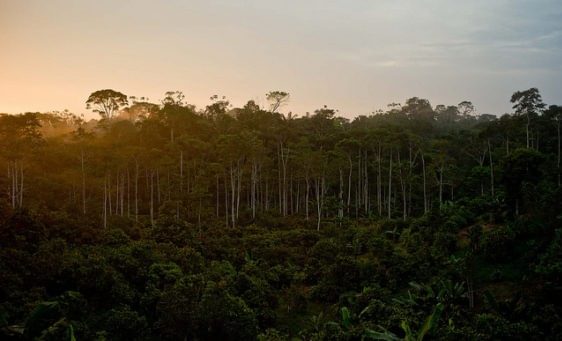 Tall trees sunset