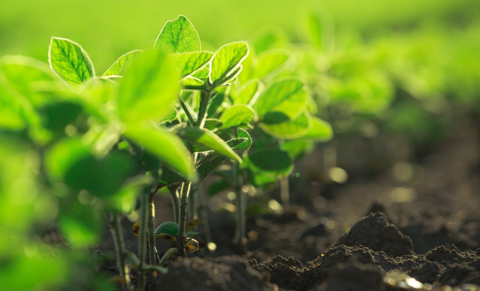 Young soybean plants growing in cultivated field