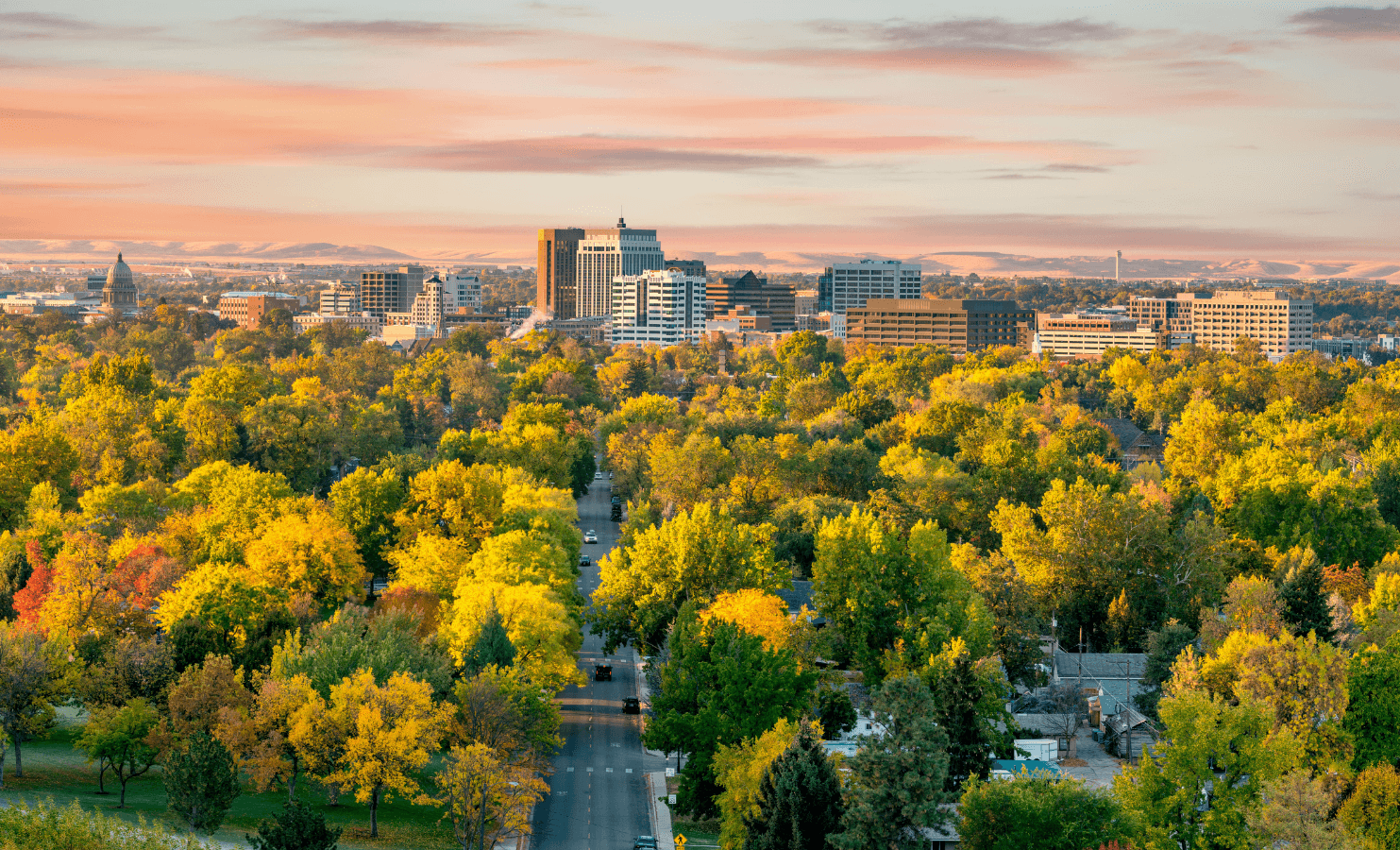 City trees